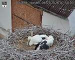 Capi_Dubne_20260706_075003.jpg