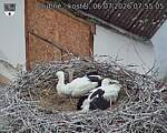Capi_Dubne_20260706_075505.jpg