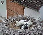 Capi_Dubne_20260706_080003.jpg