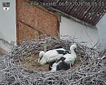 Capi_Dubne_20260706_080503.jpg