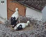 Capi_Dubne_20260706_084003.jpg
