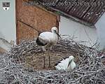 Capi_Dubne_20260706_090003.jpg