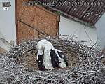 Capi_Dubne_20260706_090503.jpg