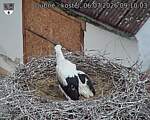 Capi_Dubne_20260706_091003.jpg