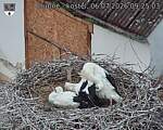 Capi_Dubne_20260706_092503.jpg