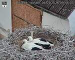 Capi_Dubne_20260706_094503.jpg