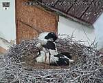 Capi_Dubne_20260706_095503.jpg
