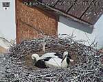 Capi_Dubne_20260706_100503.jpg