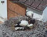 Capi_Dubne_20260706_102003.jpg