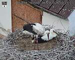 Capi_Dubne_20260706_102503.jpg