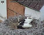 Capi_Dubne_20260706_103003.jpg