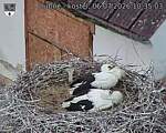 Capi_Dubne_20260706_103503.jpg