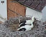 Capi_Dubne_20260706_104003.jpg