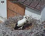 Capi_Dubne_20260706_105503.jpg