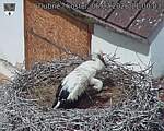 Capi_Dubne_20260706_110003.jpg
