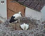 Capi_Dubne_20260706_111003.jpg