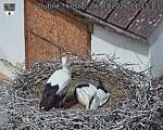 Capi_Dubne_20260706_111503.jpg