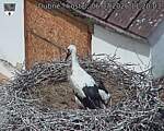 Capi_Dubne_20260706_112003.jpg