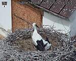 Capi_Dubne_20260706_112504.jpg