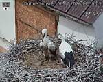 Capi_Dubne_20260706_115003.jpg