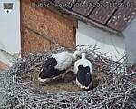 Capi_Dubne_20260706_115503.jpg
