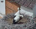 Capi_Dubne_20260706_120503.jpg