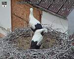 Capi_Dubne_20260706_121003.jpg