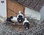 Capi_Dubne_20260706_125503.jpg