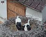 Capi_Dubne_20260706_130503.jpg