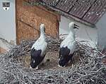 Capi_Dubne_20260706_131503.jpg