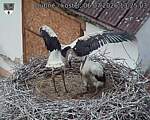 Capi_Dubne_20260706_132503.jpg