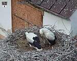 Capi_Dubne_20260706_133003.jpg