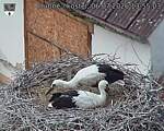 Capi_Dubne_20260706_135503.jpg