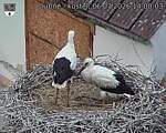 Capi_Dubne_20260706_140003.jpg