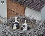 Capi_Dubne_20260706_141003.jpg