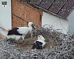 Capi_Dubne_20260706_142003.jpg