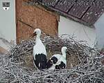 Capi_Dubne_20260706_142503.jpg