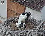 Capi_Dubne_20260706_143003.jpg