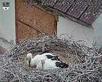 Capi_Dubne_20260706_144503.jpg