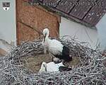 Capi_Dubne_20260706_145503.jpg