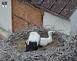 Capi_Dubne_20260706_151503.jpg