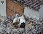 Capi_Dubne_20260706_154003.jpg