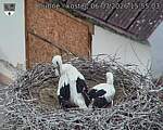 Capi_Dubne_20260706_155503.jpg