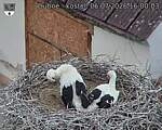 Capi_Dubne_20260706_160003.jpg