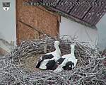 Capi_Dubne_20260706_160503.jpg