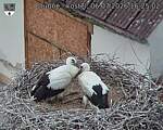 Capi_Dubne_20260706_162502.jpg