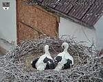 Capi_Dubne_20260706_164503.jpg
