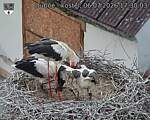 Capi_Dubne_20260706_173003.jpg