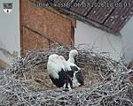 Capi_Dubne_20260706_180003.jpg