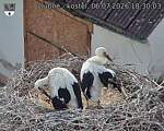 Capi_Dubne_20260706_183003.jpg